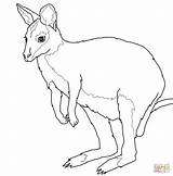 Wallaby Coloriages Supercoloring Drukuj Kangaroo Onlinecoloringpages sketch template