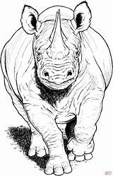 Rinoceronte Negro Rhinoceros Charging Supercoloring Vinyl Designlooter Malvorlagen Angry Dá Utilizar Wildlife sketch template