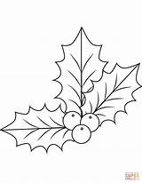 Holly Coloring Pages Mistletoe Christmas Drawing Xmas Berry Simple Printable Template Kids Berries Color Leaf Sheets Bestcoloringpagesforkids Printables Print Ben sketch template