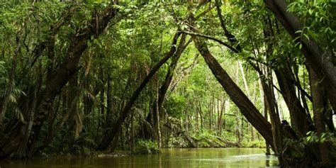 amazon  pantanal discover  area   visit