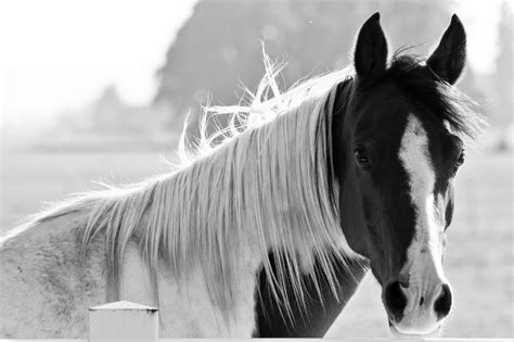 black  white horse horses black  white white horse