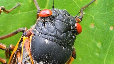 How To Survive Cicada Invasion Eat Them