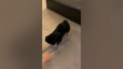 Shihpoo Trying Out New Toy Youtube