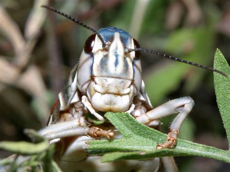 plains lubber grasshopper arizona usa seaman grasshopper animals