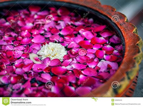 flowers  spa stock image image  hotel peace blossom