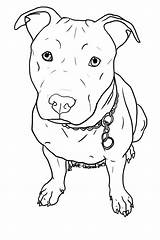 Pitbull Coloring Pages Dog Bull Pit Puppy Printable Drawings sketch template