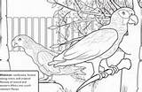 Pages Tawny Frogmouth Education Template Coloring sketch template