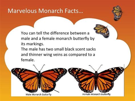 Marvelous Monarch Facts You Can Tell The Difference