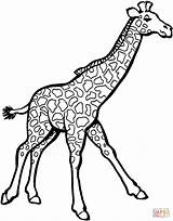 Giraffe Coloring Pages Printable Running Color Zebra sketch template
