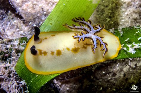 taringa caudata nudibranch facts  photographs seaunseen