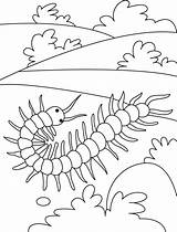 Centipede Coloring Pages Field Animal Kids Round Colouring Insect Insects Centipedes Sheets Preschool Bugs Choose Board sketch template