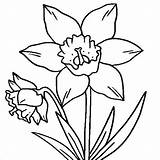 Daffodils Daffodil Clipartmag sketch template