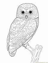 Owl Coloring Pages Printable Coloriage Coloringpages101 Kids Sheets Adult Mandala Elf sketch template