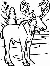 Moose sketch template