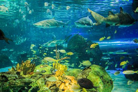 Swimming With The Sharks Ripley S Aquarium Toronto Flickr
