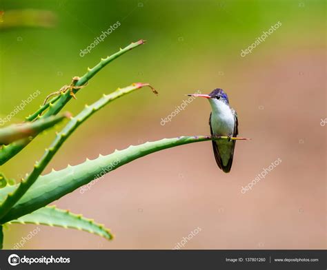 violet crowned hummingbird stock photo  ccampbellatsympaticoca