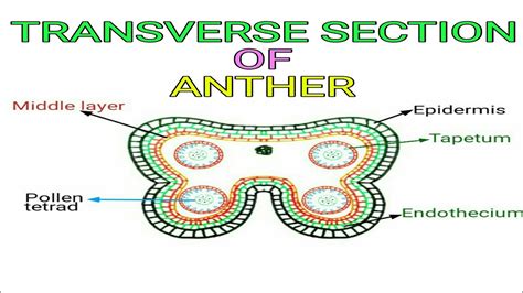 transverse section  anther pravin bhosale youtube