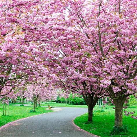 cherry blossom trees  sale prunus kanzan shop