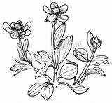 Sagebrush Buttercup Ranunculus Drawing Getdrawings Line Nancy Seiler sketch template