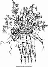 Carote Gemuse Alimenti Carrot Permalink sketch template