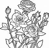 Coloring Pages Roses Getdrawings Butterflies sketch template