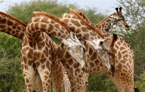 A Giraffe Same Sex Relationship Africa Geographic