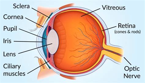 vision  eye diagram    muscle  nerve parts   eye