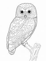 Owl Coloring Pages Detailed Realistic Colouring Animal Print Adults Adult Mandala Color Sheets Printable sketch template