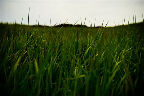 photo grass field bright flora fresh   jooinn