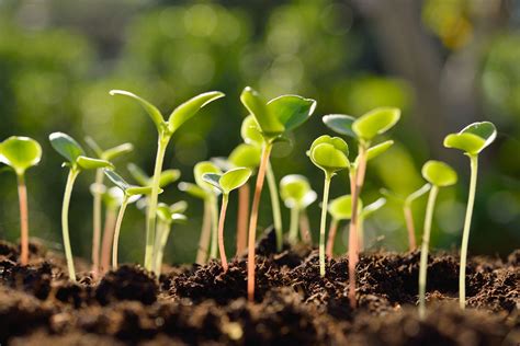 thinning plants   thin seedlings