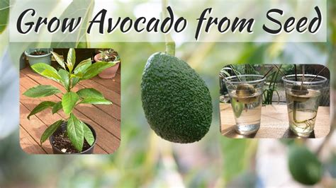 How To Grow Avocado Tree From Seed Paano Magtanim Ng Avocado Mula Sa