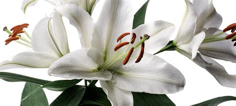 luxury long stem deluxe lily flower delivery send luxury long stem