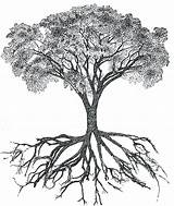 Tree Drawing Roots Root Drawings Ground Simple Paintingvalley sketch template