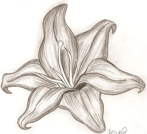 lily drawing  notwiuli  deviantart