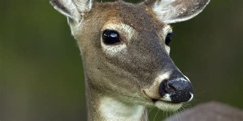 Deer Fights Back Against Hunter Who Shot Her Huffpost