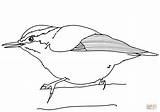 Coloring Nuthatch Breasted Red Pages Printable Drawing Categories sketch template