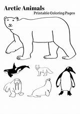 Animals Arctic Coloring Pages Printable Polar Artic Animal Preschool Kids Habitat Colouring Sheets Printables Winter Antarctic Alaska Visit These Worksheets sketch template