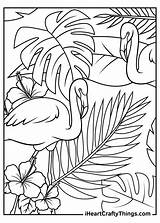 Coloring Pages Flamingos Printable Last sketch template