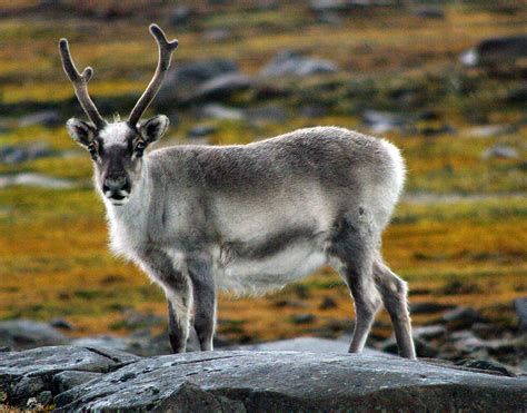 reindeer   arctic facts  adaptations rangifer tarandus