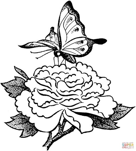 painted lady butterfly sits   flower coloring page  printable