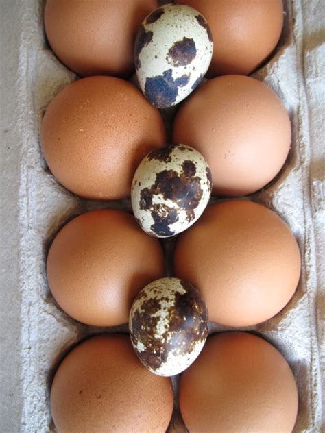 Quail Eggs Quirky And Cute « The Cultured Cook
