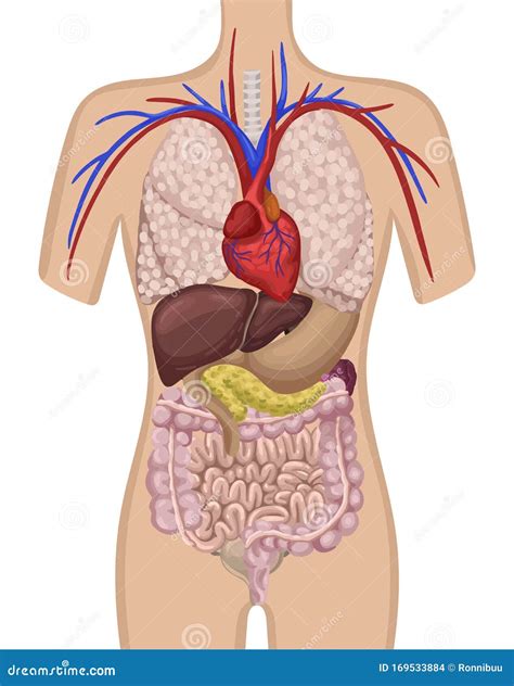 organen  het menselijk lichaam de plaats van de inwendige organen  het lichaam