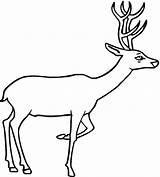 Deer Coloring Pages Drawing Clipart Kids Printable Line Animal Template Outline Wildlife Print Dear Baby Animals Templates Tailed Whitetail Curious sketch template