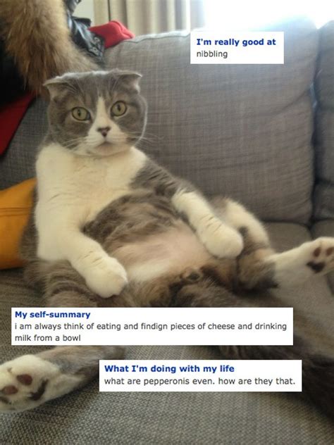 The Cat Who Cares More About Food Than He Will Ever Care About You