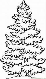 Coloring Pages Tree Christmas Pine Azcoloring sketch template
