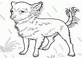 Chihuahua Shaggy Bestcoloringpagesforkids Chihuahuas sketch template
