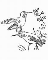 Coloring Throated Ruby Two Hummingbird Pages Getdrawings sketch template