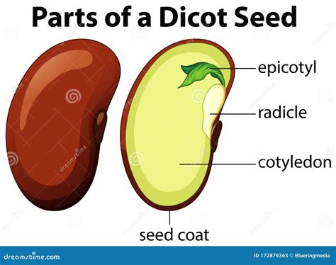 diagram showing parts  dicot seed  white background stock vector