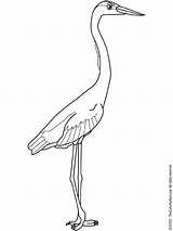 Heron Blue Great Coloring Pages Colouring sketch template