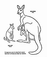 Kangaroo Kolorowanki Kangur Kangourou Australien Pobrania Coloringhome Asd7 Kangoeroe Cassowary Coloriages Kaynağı Okuloncesitr Makalenin sketch template